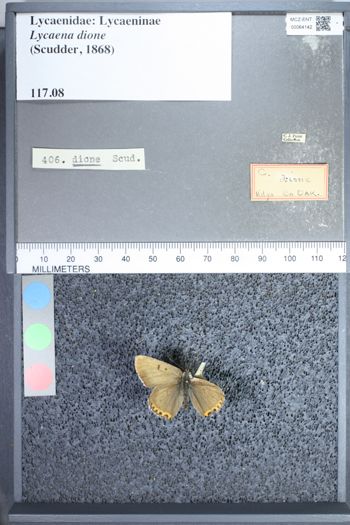 Media type: image;   Entomology 64142